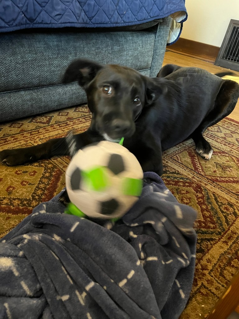 Photo of a black dog (with white accents) shaking a "soccer" ball that has fabric tabs sewn into it.