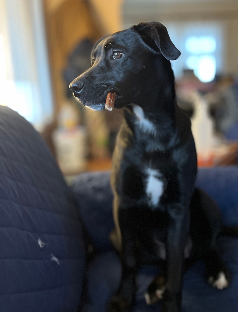Photo portrait of Lucy, a black lab mix, with a bully stick hanging from her lips. She looks *really* OG.
