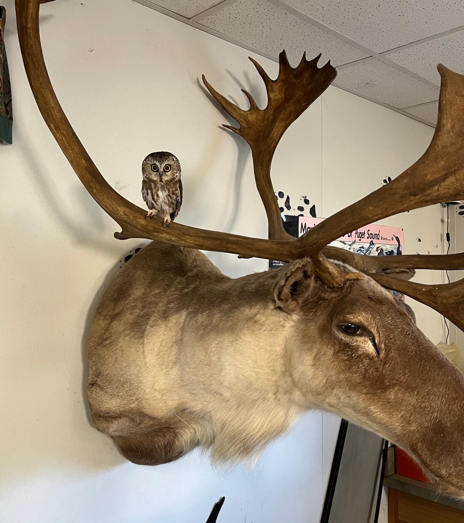 Basalt, an unreleasable saw-whet owl, perched on the antler of a taxidermied elk.