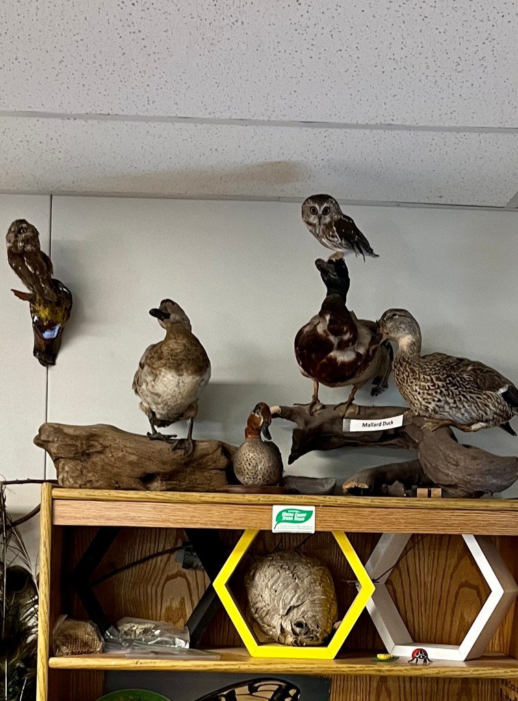 Basalt, an unreleasable saw-whet owl, perched on the head of a taxidermied Mallard.