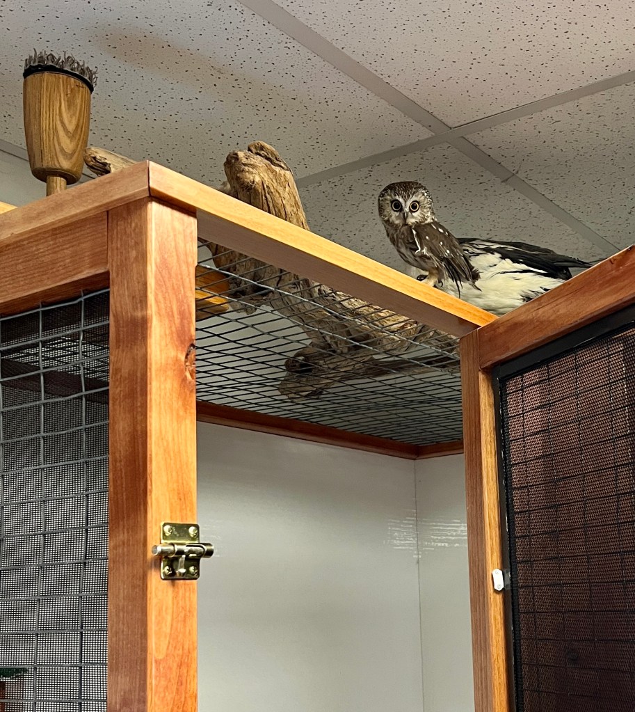 Basalt, an unreleasable saw-whet owl, perched on top of his enclosure.
