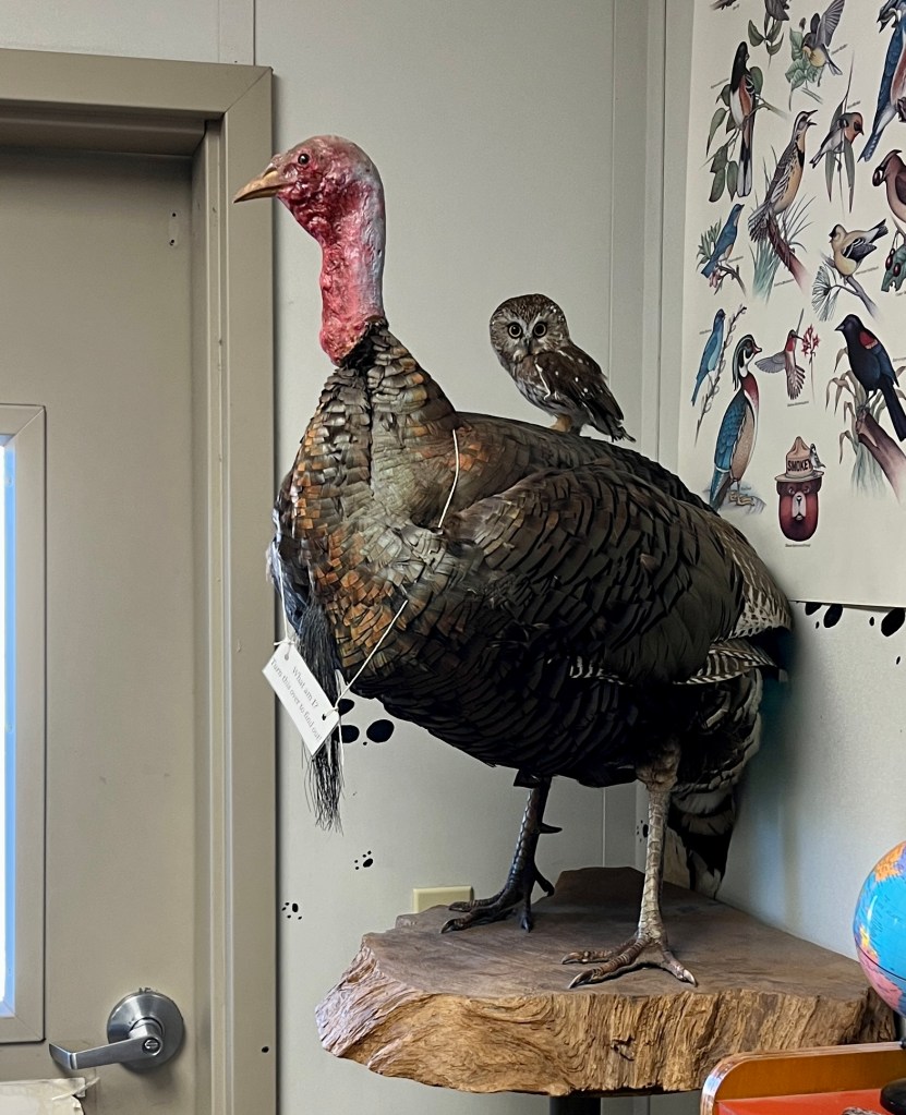 Basalt, an unreleasable saw-whet owl, perched on the back of a taxidermied wild turkey.