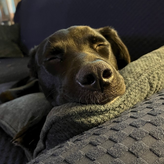 Photo of sleeping Lucy, an 8-month-old Lab/Pit Bull mix. She has two speeds: 100mph and 0mph.