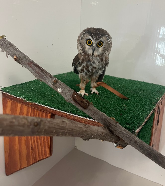 Photo of saw-whet owl with new leather jesses. His eyes are big and judgemental.