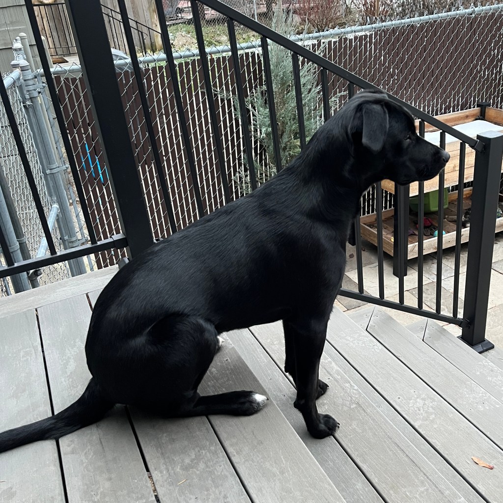 Photo of Lucy, a one-year-old lab mix, sitting on the stairs. Her bum is on the top step and her front legs are on the next step.