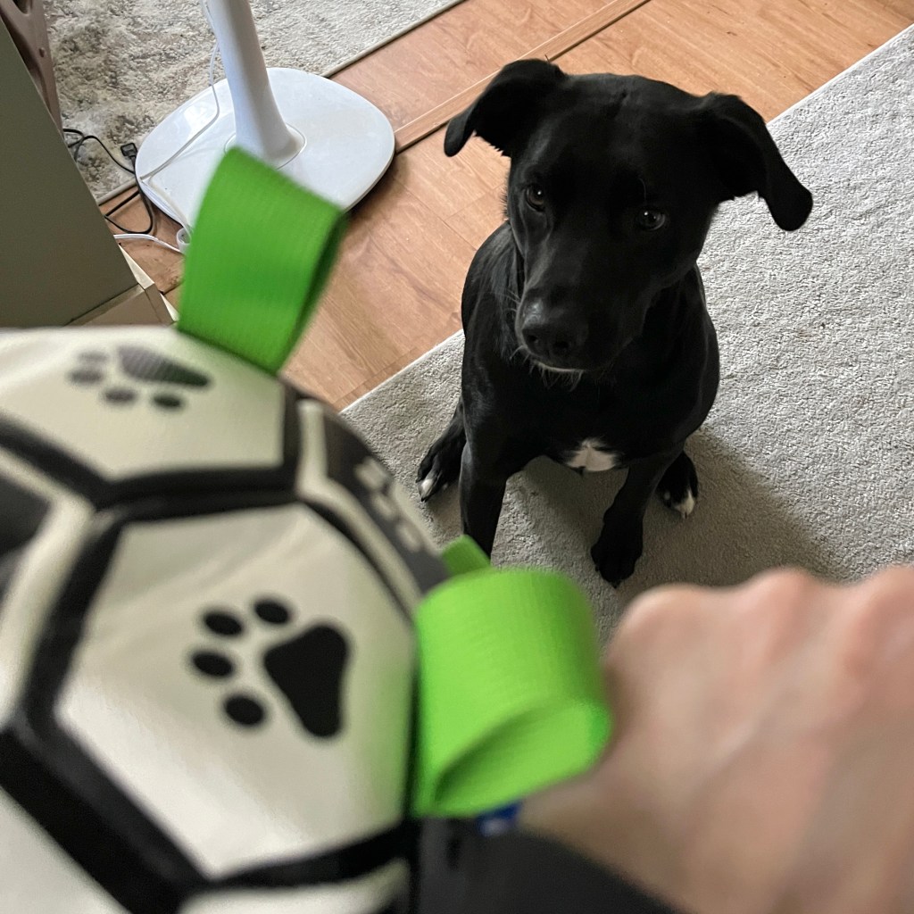 Photo of a black-and-white dog waiting (im)patiently for a new sportsball (small soccer ball with fabric tabs).