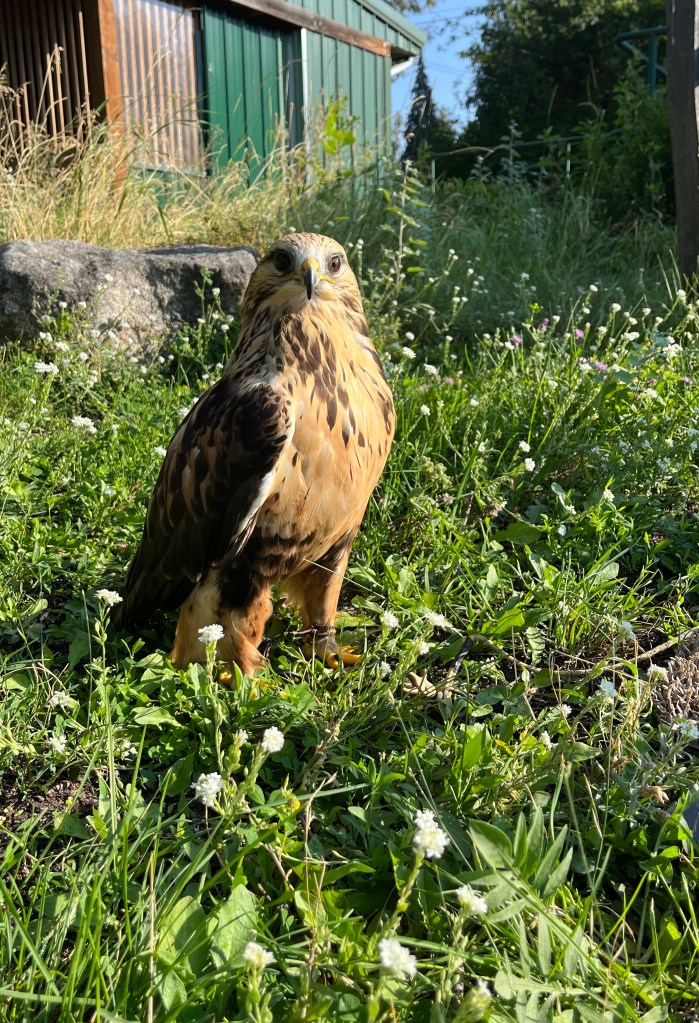 Pantalones (aka Pants), a mostly caramel-colored rough-legged hawk, standing amongst the wildflowers (aka weeds). She is a beautiful bird.