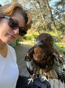 Photo of a woman manning a red-tailed hawk. The hawk is looking incredulously at the phone taking the photo.