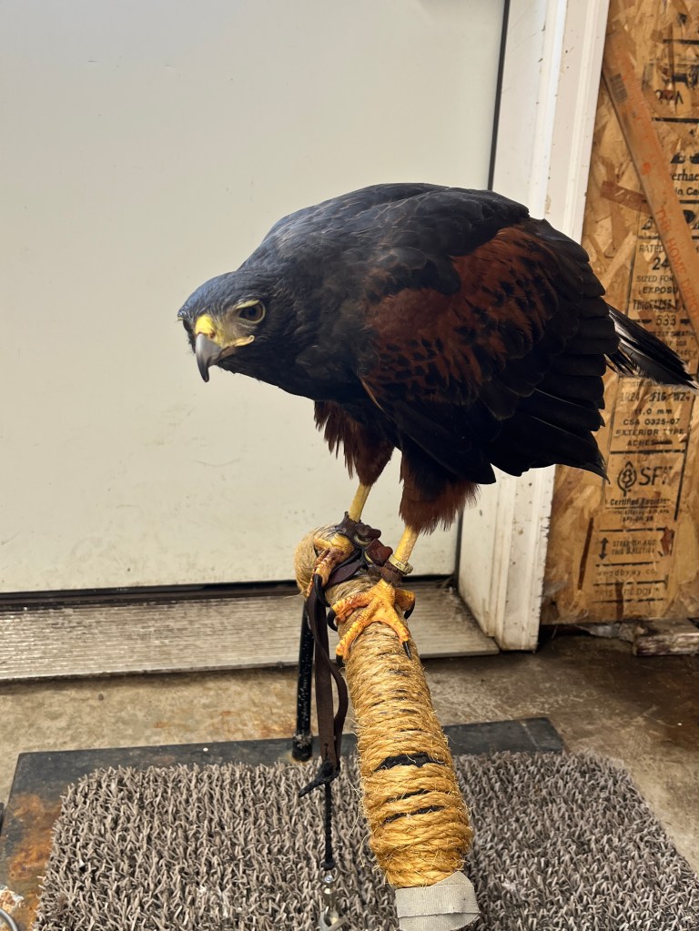 Photo of a male Harris's hawk named Stan, perched indoors at the West Valley Outdoor Learning Center.
