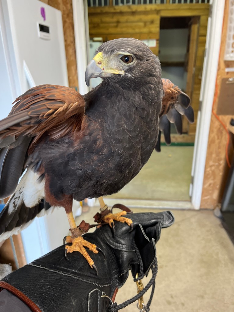 Photo of a Harris's hawk named Stan, on the glove, in the West Valley Outdoor Learning Center's raptor sanctuary. Stan is a retired falconry bird.
